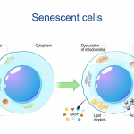 Cellule senescenti: la mappa che riscrive l�invecchiamento